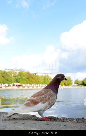 Un piccione in piedi sulla riva del lago Sortedam a Copenaghen, Danimarca. Foto Stock