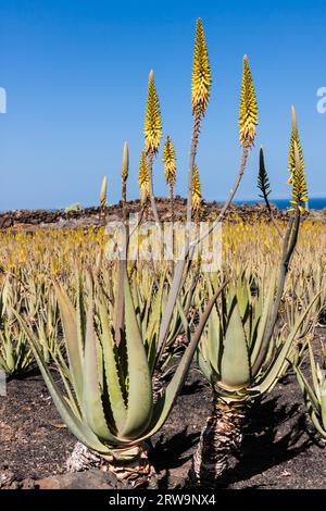 Vera aloe, aloe vera a Lanzarote, Spagna, Spagna Foto Stock