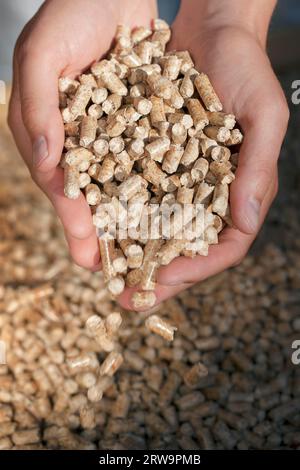 Combustibile alternativo: Pellet ricavati da rifiuti industriali di legno. Breve profondità di campo Foto Stock