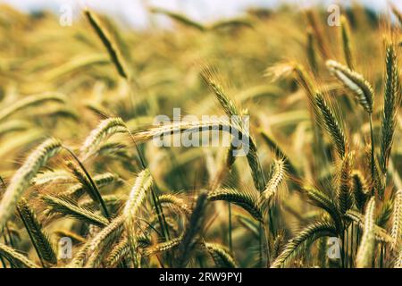 Spighe di segale nei campi, colture di cereali maturate nelle piantagioni coltivate, concentrazione selettiva Foto Stock