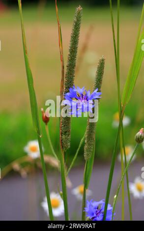 Fiori di prato presi Foto Stock