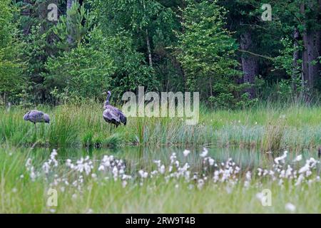 Gru comune (Grus grus) famiglia 1 nel luogo di sosta, notevole è la distanza tra genitori e giovani uccelli Foto Stock