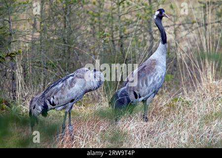 La gru comune (Grus grus) è una delle sole quattro specie di gru in tutto il mondo non classificate come minacciose (gru euroasiatica) (Photo Common Crane pair in Foto Stock