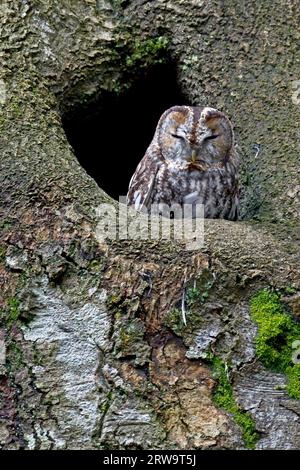 Il Tawny Owl (Strix aluco) è la specie di gufo più comune nell'Europa centrale, accanto al gufo dalle orecchie lunghe (foto uccello adulto davanti alla grotta), Tawny Foto Stock