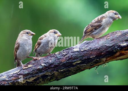 I passeri domestici (Passer domesticus) sono vittime comuni di uccisioni stradali, sul traffico stradale europeo (Sparrow inglese) (Photo House Sparrow fledglings sotto la pioggia) Foto Stock