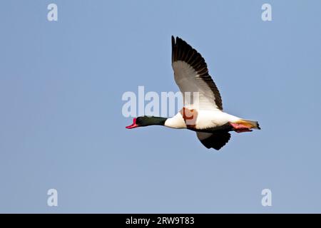 Shelduck comune (Tadorna tadorna), solo le femmine incubano le uova (Shelduck settentrionale) (foto Common Shelduck drake in Plumage di riproduzione) Foto Stock