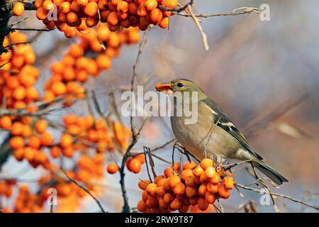 I fringuelli comuni (Fringilla coelebs) cercano principalmente cibo a terra (Photo Chaffinch female eat seabuckthorn bacche), principalmente Chaffinch comune Foto Stock