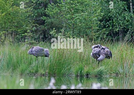 Gru comune (Grus grus) famiglia 1 nel luogo di sosta, notevole è la distanza tra genitori e giovani uccelli Foto Stock