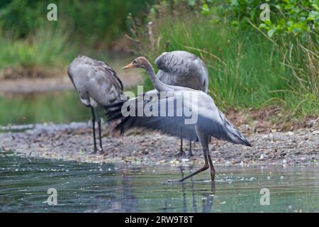 Gru, la chiamata a tromba rumorosa può essere sentita da lunghe distanze (gru comune (Grus grus) Foto Stock