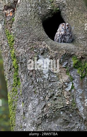 Tawny Owl (Strix aluco) raggiunge una lunghezza corporea di 40, 42 cm (foto uccello adulto davanti alla grotta), Tawny Owl ha una dimensione da 40 a 42 cm (Gufo marrone) Foto Stock