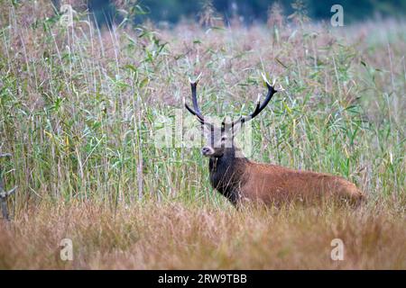 Il cervo rosso è una delle più grandi specie di cervo (foto cervo rosso nel ruto), il cervo rosso è una delle più grandi specie di cervo (foto cervo rosso nel Foto Stock