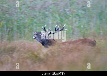 Il cervo rosso può raggiungere un'età di 10, 15 anni in natura (foto cervo rosso ruggente (Cervus elaphus) davanti a una cintura di canne), cervo rosso, in natura essi Foto Stock