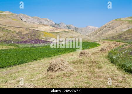 Fieno paglia sul campo di grano dopo la mietitura Foto Stock