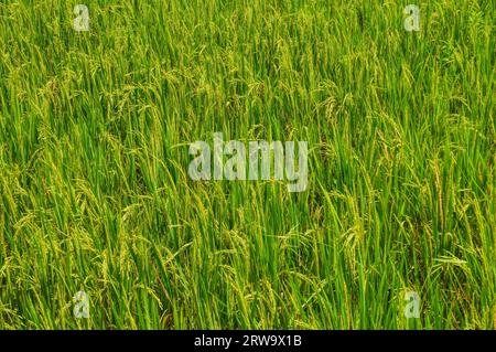 Erba verde sui campi di riso in Bangladesh Foto Stock