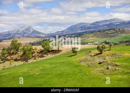 Paesaggio dell'Andalusia in Spagna, alberi e prato verde su una collina, montagne all'orizzonte Foto Stock