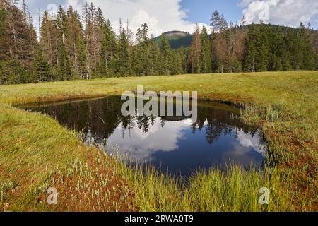 Paesaggio dalle paludi torbiere della riserva nazionale di Apuseni, Romania Foto Stock