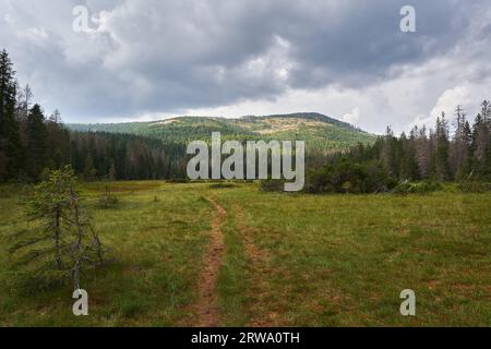 Paesaggio dalle paludi torbiere della riserva nazionale di Apuseni, Romania Foto Stock