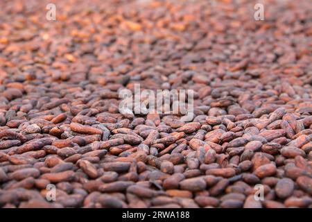 Le fave di cacao essiccazione su una piantagione di cacao, Bahia, Brasile Foto Stock