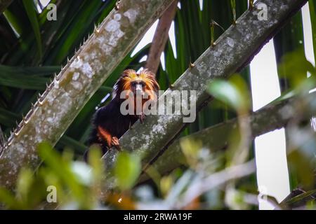 Testa di Golden Lion Tamarin in un albero di palma, unà, Bahia, Brasile Foto Stock