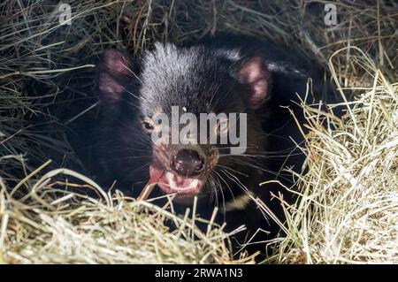 Il diavolo della Tasmania in paglia, un raro predatore che vive solo in Tasmania, Australia Foto Stock