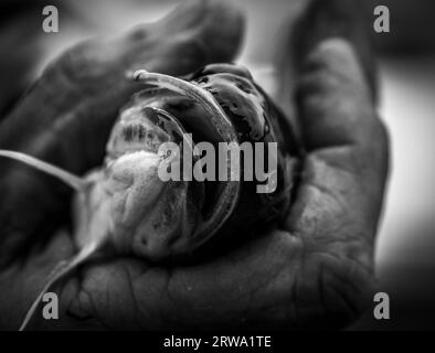 Pesce gatto a testa piatta in bianco e nero Foto Stock