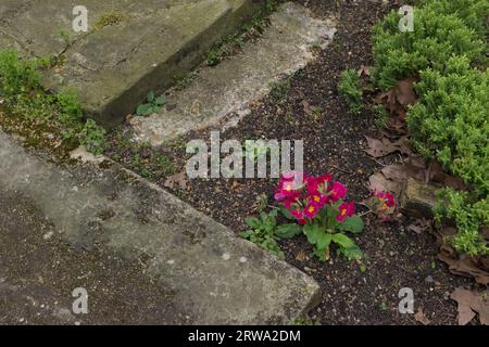 Londra, Regno Unito, 2023. Un ciuffo di supernova primrose viola (Primula polyanthus) tra lapidi nel cimitero della chiesa di Santa Maria Abati Foto Stock