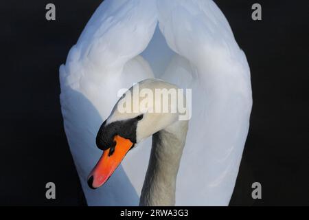 Colpo frontale di cigno bianco, fiume sullo sfondo Foto Stock