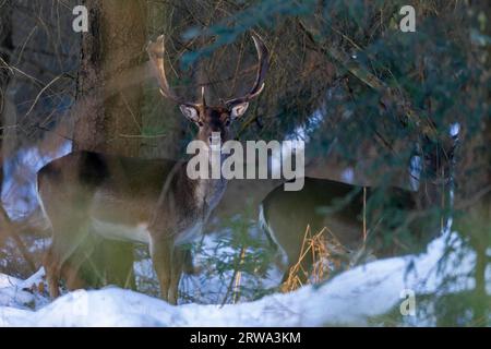 In Europa, lupi e linci sono predatori di daini, potenziali nemici per i neonati e i giovani fawn sono cinghiali, volpi rosse, coda bianca Foto Stock