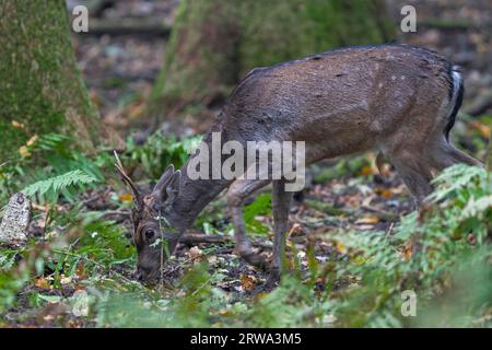 Fallow Deer (Dama dama), nel loro secondo anno, il maschio si chiama brocket (Photo brocket mangia ghiande) a causa delle corna infinite Foto Stock