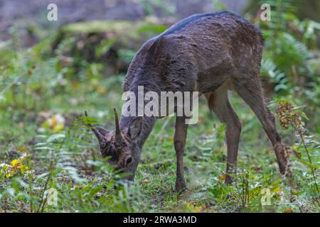 Fallow Deer (Dama dama), nel loro secondo anno, il maschio si chiama brocket (Photo brocket mangia ghiande) a causa delle corna infinite Foto Stock