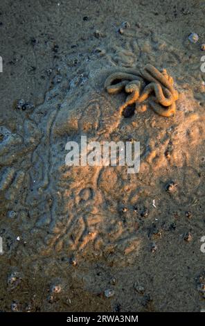 Mucchio di vermi nel Mare di Wadden, lancio di lug nel Mare di Wadden, St. Peter Ording, Nordfriesland Foto Stock