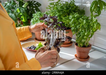 Piante di potatura foglie di basilico. Erbe speziate fresche e deliziose raccolte da giovani donne in giardino Foto Stock