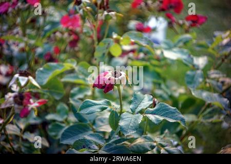 fiori di rosa sbiaditi sui cespugli, in estate Foto Stock