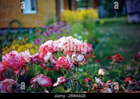 fiori di rosa sbiaditi sui cespugli, in estate Foto Stock