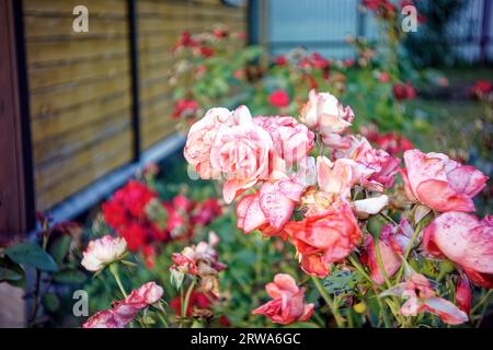 fiori di rosa sbiaditi sui cespugli, in estate Foto Stock