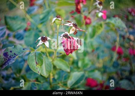 fiori di rosa sbiaditi sui cespugli, in estate Foto Stock