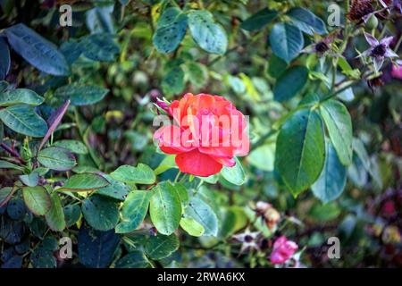 fiori di rosa sbiaditi sui cespugli, in estate Foto Stock