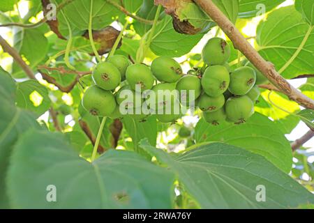 Actinidia arguta sui rami Foto Stock