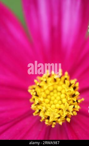 Primo piano sugli incredibili dettagli del Blooming Garden Cosmos o dell'astice messicano Foto Stock