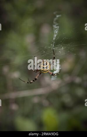 Esemplare del ragno della vespa, Argiope bruennichi, in una riserva naturale, Königsbrücker Heide, Sassonia, Germania. Foto Stock