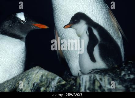 Pinguini Gentoo con pulcino Foto Stock