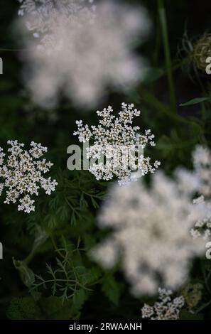 Primo piano della fioritura di fiori selvatici in pizzo della regina Anna in estate. Foto Stock