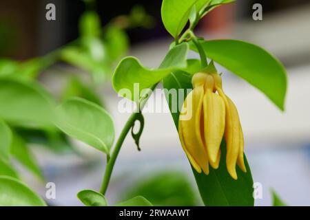 Vista ravvicinata del fiore di Ylang-ylang che fiorisce sul ramo dell'albero Foto Stock