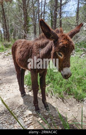 Mallorca, Spagna - 12 giugno 2023: Un asino che pascolava in un bosco nei Monti Tramuntana, Mallorca Foto Stock