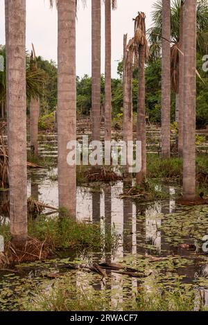 Splendida vista sulle palme amazon Buriti sul lago Foto Stock