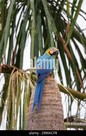 Splendida vista del macaw blu e giallo sull'albero delle palme Buriti Foto Stock