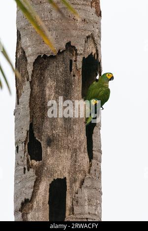 Splendida vista degli uccelli Macaw (Orthopsittaca manilatus) con le decorazioni rosse Foto Stock