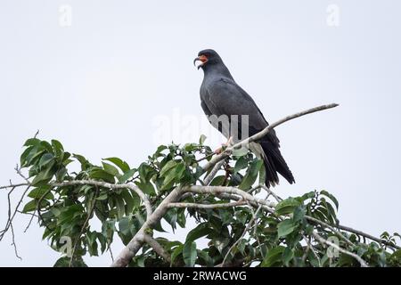 Splendida vista sull'aquilone Snail sul ramo degli alberi del Pantanal Foto Stock