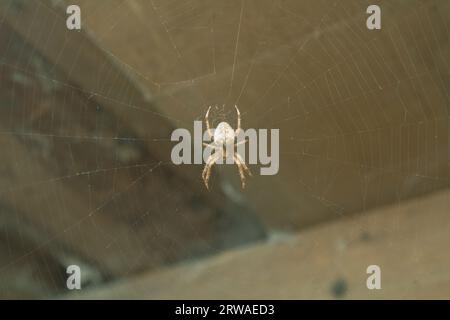 Ragno della famiglia Crucirform (Araneidae) genere Araneus (ragno da giardino). Un grande ragno al centro della sua rete. Foto Stock