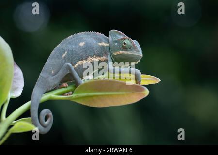 Camaleonte velato giovanile su una pianta, Indonesia Foto Stock